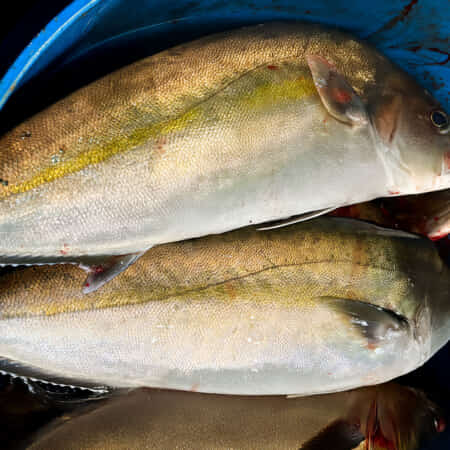 活〆養殖カンパチ｜豊洲で鮮魚・魚の発注なら丸十発注サイト