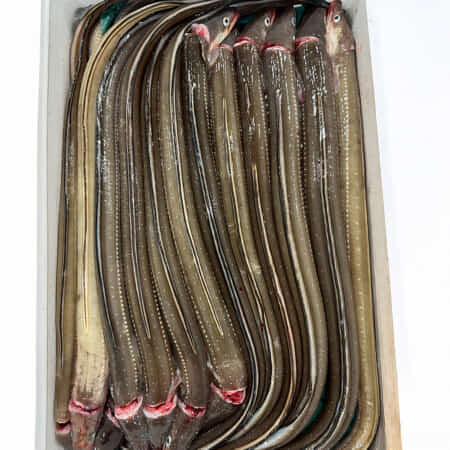 活〆あなご（1kg）｜豊洲で鮮魚・魚の発注なら丸十発注サイト